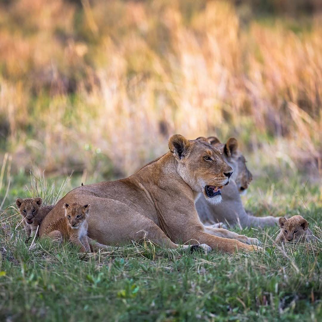 -5773620306202707541_121