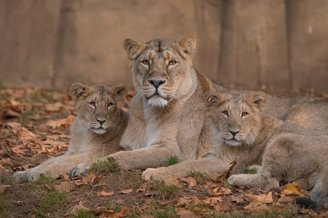 -5773620306202707610_121